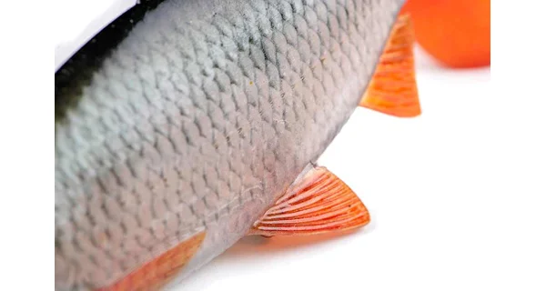 FOX RAGE - Gumová nástraha Ultra Natural Realistic Roach Replicant 14 cm 45 g