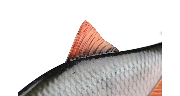 FOX RAGE - Gumová nástraha Ultra Natural Realistic Roach Replicant 23 cm