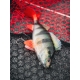 FOX RAGE - Gumová nástraha Ultra Realistic Perch Replicant 10 cm 22 g
