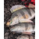 FOX RAGE - Gumová nástraha Ultra Realistic Perch Replicant 10 cm 22 g