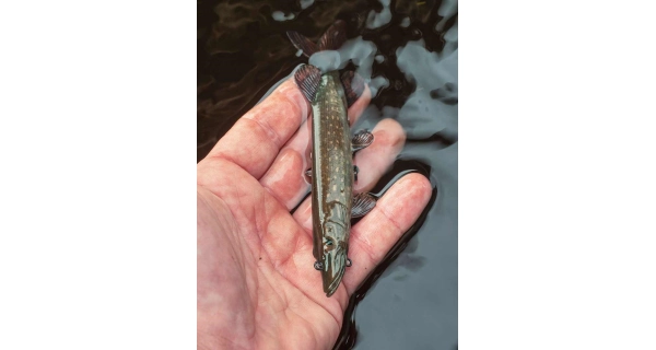 FOX RAGE - Gumová nástraha Ultra Realistic Pike Replicant 15 cm 30 g