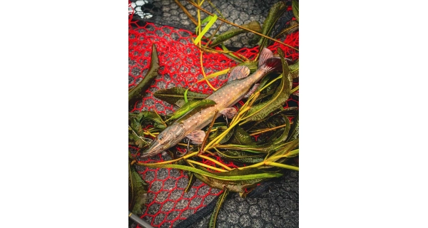 FOX RAGE - Gumová nástraha Ultra Realistic Pike Replicant 15 cm 30 g