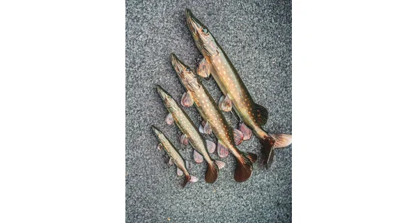 FOX RAGE - Gumová nástraha Ultra Realistic Pike Replicant 20 cm 80 g