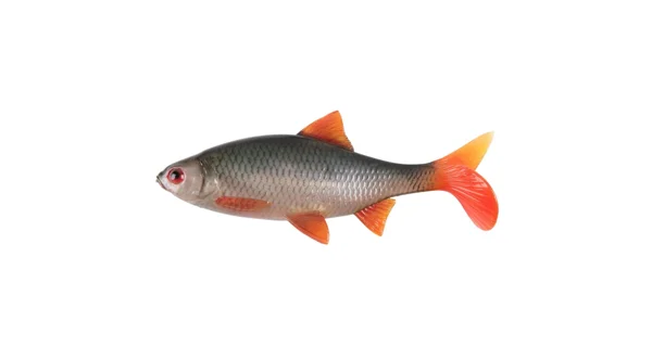 FOX RAGE - Gumová nástraha Ultra Realistic Replicant 14 cm Natural Roach