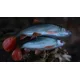 FOX RAGE - Gumová nástraha Ultra Realistic Replicant 14 cm Natural Roach