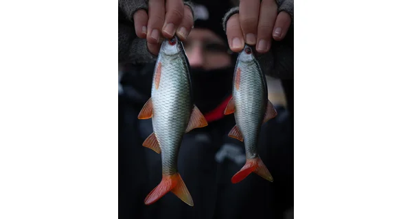 FOX RAGE - Gumová nástraha Ultra Realistic Replicant 14 cm Natural Roach