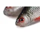 FOX RAGE - Gumová nástraha Ultra Realistic Replicant 14 cm Natural Roach