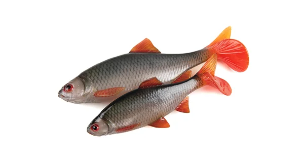 FOX RAGE - Gumová nástraha Ultra Realistic Replicant 14 cm Natural Roach