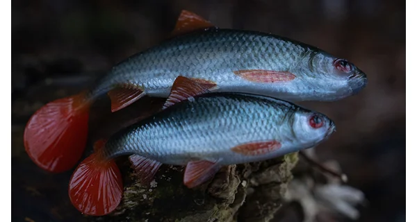 FOX RAGE - Gumová nástraha Ultra Realistic Replicant 18 cm Natural Roach