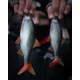 FOX RAGE - Gumová nástraha Ultra Realistic Replicant 18 cm Natural Roach