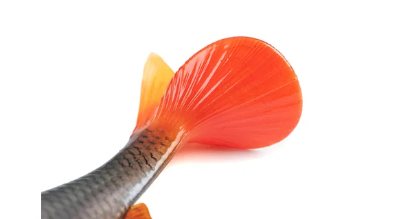 FOX RAGE - Gumová nástraha Ultra Realistic Replicant 18 cm Natural Roach