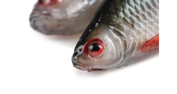 FOX RAGE - Gumová nástraha Ultra Realistic Replicant 18 cm Natural Roach