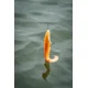FOX RAGE - Gumová nástraha Ultra Realistic Replicant Catfish 10 cm 51 g Golden Wels