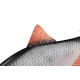 FOX RAGE - Gumová nástraha Ultra Realistic Roach Replicant 10 cm 18 g