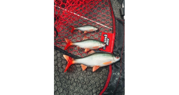 FOX RAGE - Gumová nástraha Ultra Realistic Roach Replicant 10 cm 18 g
