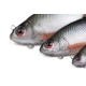 FOX RAGE - Gumová nástraha Ultra Realistic Roach Replicant 14 cm 45 g