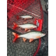FOX RAGE - Gumová nástraha Ultra Realistic Roach Replicant 14 cm 45 g