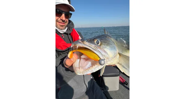 FOX RAGE - Gumová nástraha Zander Pro Shad UV Golden Shiner 12 cm