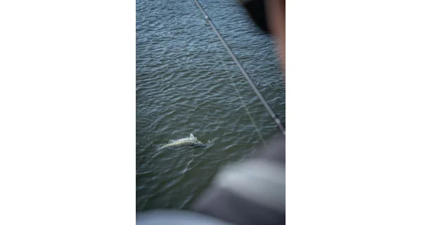 FOX RAGE - Prut Warrior Zander Jig 2,4 m 10-30 g 2 díly