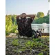 FOX - Židle Camolite Guest Chair