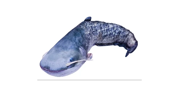 GABY PILLOWS - Polštář Sumec Velký 115 cm