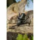 GIANTS FISHING - Naviják XRS FD 9000 + černá cívka 10000 ZDARMA!