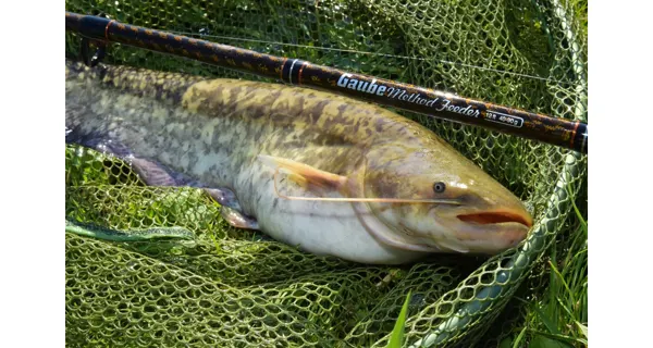 GIANTS FISHING - Prut Gaube Medium Method Feeder 12 ft 40-90 g 3 díly