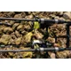 GIANTS FISHING - Prut XRS180 3,05 m 3 lb 2 díly