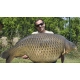 IMPERIAL BAITS - Boilies Carptrack Big Fish 20 mm 2 kg