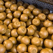 IMPERIAL BAITS - Boilies Carptrack LPP 24 mm 300 g