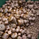 IMPERIAL BAITS - Pelety Carptrack Aminopellets 25 mm 5 kg
