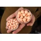 KAREL NIKL - Plovoucí boilies Calanus & Krill 14 mm 50 g