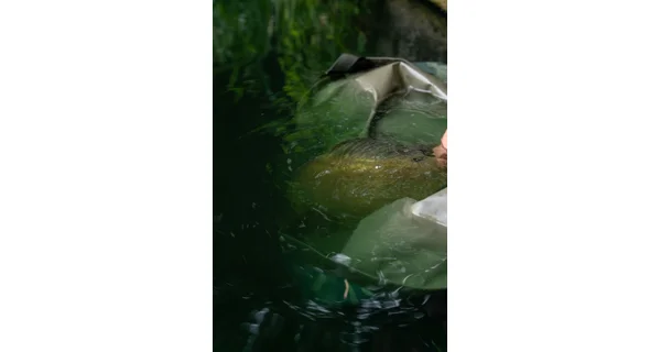 KORUM - Vážící sak Camo Compact Weigh Sling