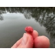 METHOD FEEDER FANS - Wafter Boilies Action Method Jahoda 12mm 150ml