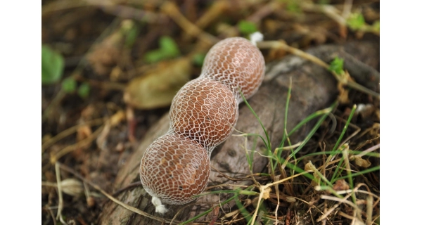 MIVARDI - Pva supramesh v Návinu (22 mm X 7 m)