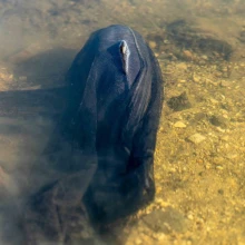 NASH - Náhradní síťka Air Force Landing Net Mesh 46" NASH - Náhradní síťka Air Force Landing Net Mesh 46"