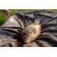 NASH - Podložka Carp Care Deluxe Beanie Mat XL