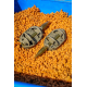 PRESTON - Krmítko ICS In-Line Dura Flat Method Large 75 g