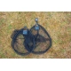 PRESTON - Podběráková hlava Carbon Match Landing Net 18'' 45 cm