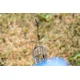 PRESTON - Závěska Feeder Links Stiff Long 80 mm 2 ks