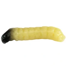 REVOL BAITS - Nástraha Caddis Larva 2 cm 10 ks Shrimp Natural