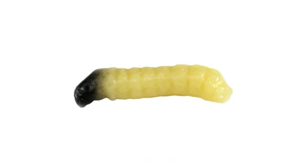 REVOL BAITS - Nástraha Caddis Larva 2 cm 10 ks Shrimp Natural