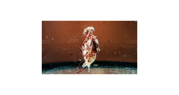 ŠON CHUNG - Šonův Sopel Ready to Go Česnek 500 ml