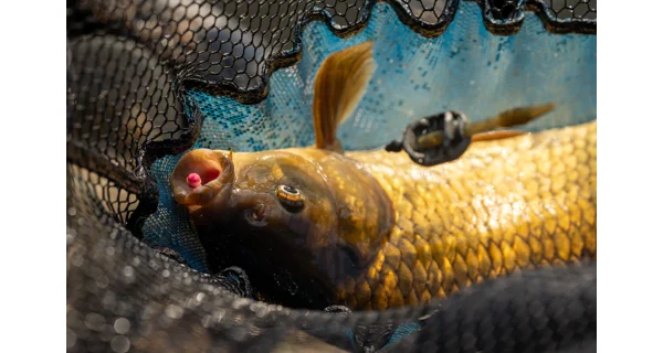 SONUBAITS - Wafters Micro Band'Um Fluoro 30 g