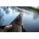 SONUBAITS - Wafters Micro Band'Um Fluoro 30 g