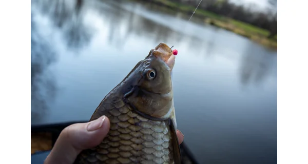 SONUBAITS - Wafters Micro Band'Um Fluoro 30 g