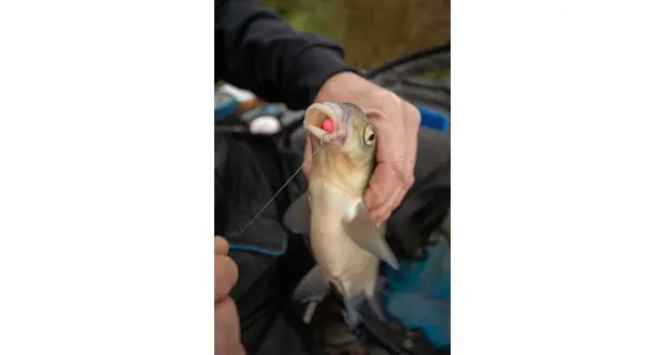 SONUBAITS - Wafters Spike'um Wafter 8 mm 40 g Pineapple & Coconut