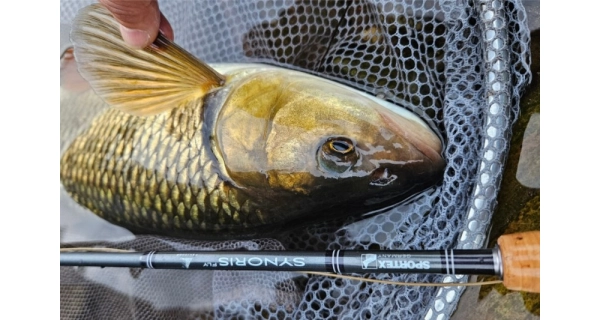 SPORTEX - Muškařský prut Synoris Fly 2,6 m #3 4 díly