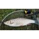 SPORTEX - Přívlačový prut Black Arrow G2 2,4 m 40 g