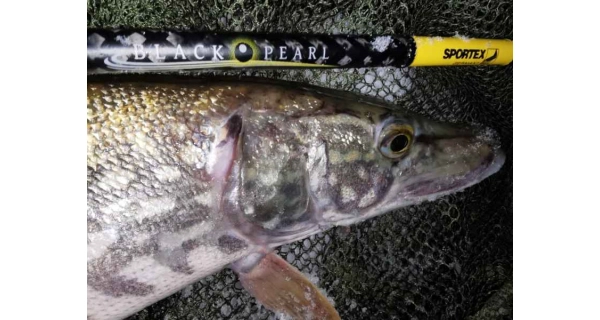 SPORTEX - Přívlačový prut Black Pearl GT-3 2,1 m 20 g Baitcast